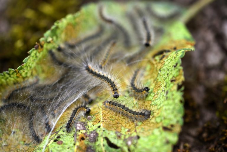 Caterpillars of the Aporia crataegi (black-veined white) eating