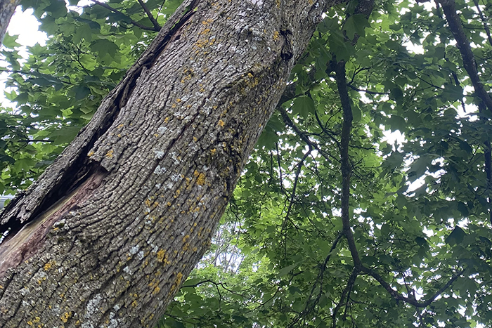 Tree Risk Assessment Services Thumbnail