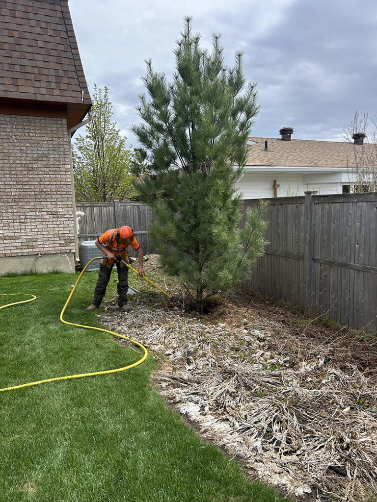 Arborist Air Spading