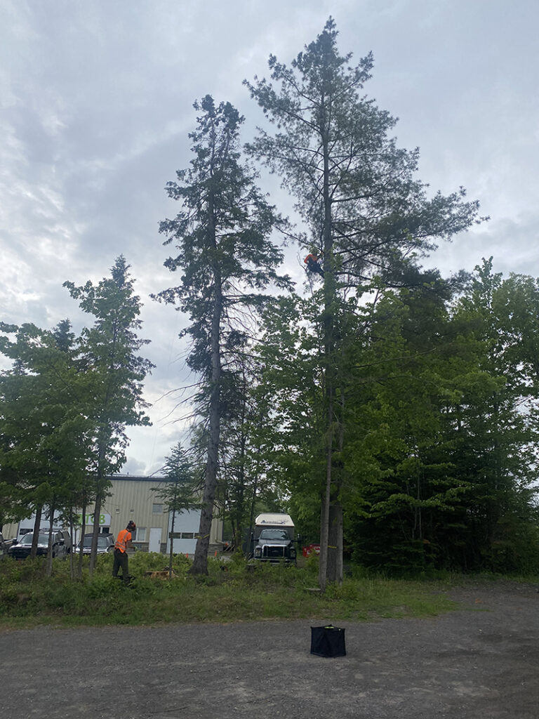 Arborists Tree Pruning