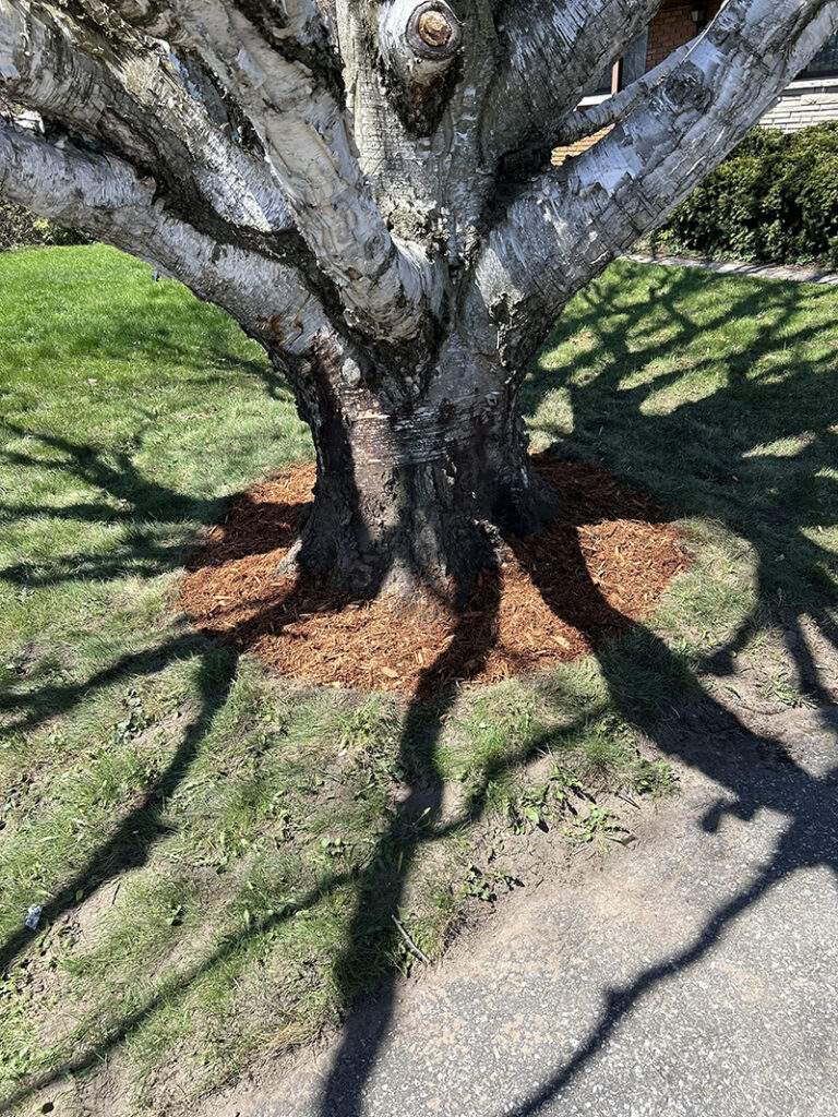 Root Collar Excavation