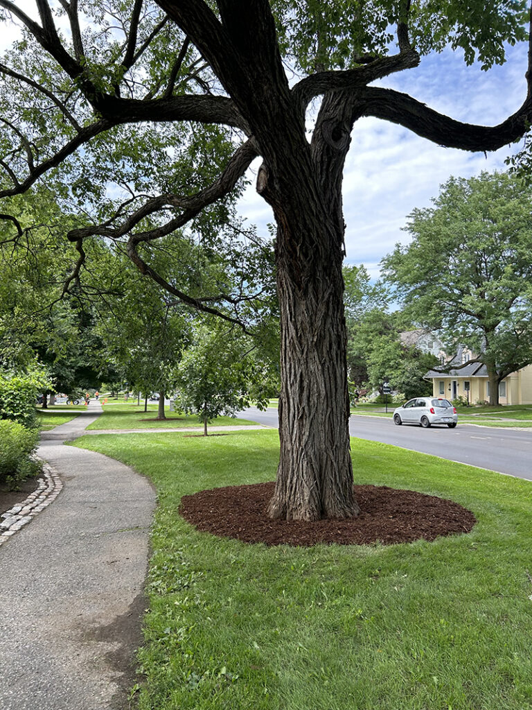 Tree Pruning In Ottawa
