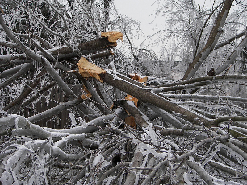 Winter Tree Storm Damage
